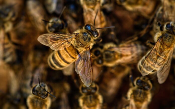 Садівники розповіли, як та для чого приманювати бджіл на ділянку