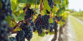 Садівники розповіли, як захистити виноград від опіків 