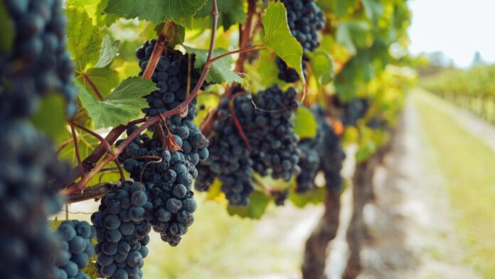 Садівники порадили сорт винограду, який дасть багатий врожай 
