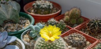 Експерти розповіли, куди не можна ставити кактус вдома