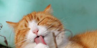 Кіт упакував у коробку іншого кота