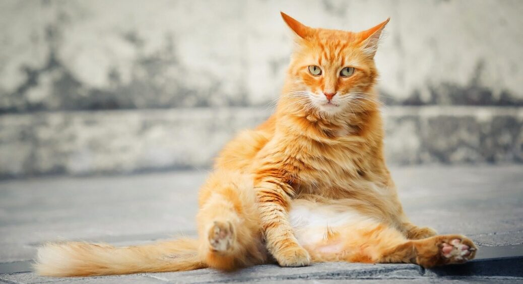 7 звичок, що крадуть роки життя у кота: 90% господарів роблять це щодня – а ветеринар попередив про ризики 