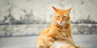 Експерти розповіли про важливі нюанси догляду за домашніми тваринами 