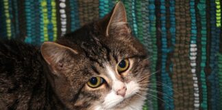 Господарі розповіли, як захистити двір від сусідських котів