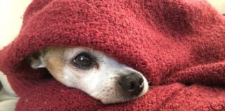 При якій температурі повітря песику потрібен одяг та які породи - мерзляки