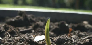 Експерти назвали дієвий спосіб вирощування цибулі вдома