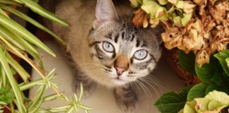 Як захистити кімнатні рослини від кота: прості способи