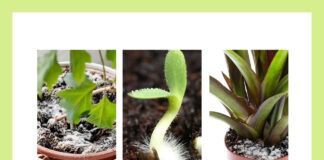 Пліснява в горщиках з кімнатними рослинами може з'явитися з різних причин