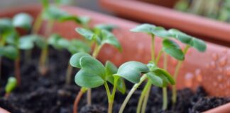 Експерт назвав засіб для кращого росту розсади: доступно і ефективно