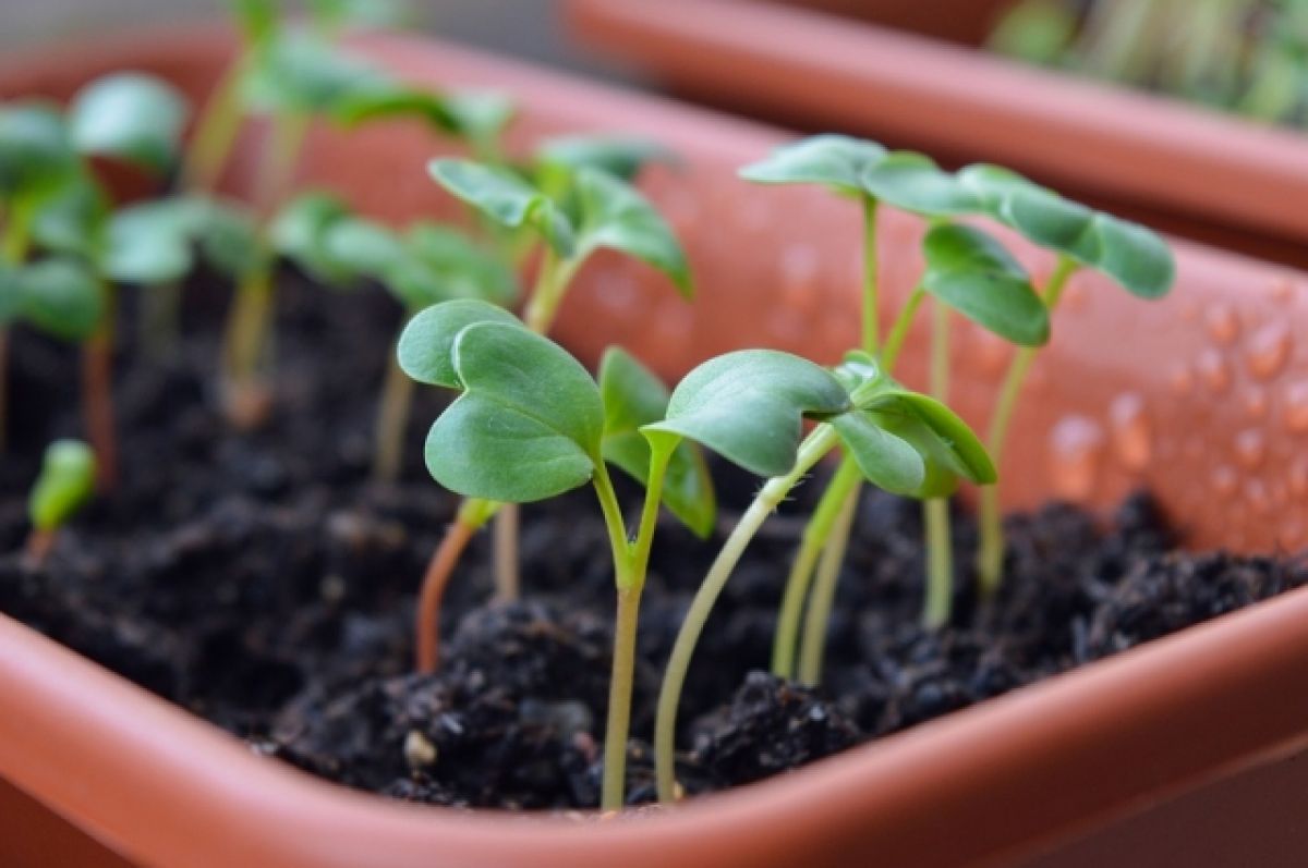 Експерт назвав засіб для кращого росту розсади: доступно і ефективно