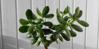 Як правильно доглядати за красулою