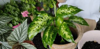 Що робити, якщо жовтіє дифенбахія: перевірений спосіб