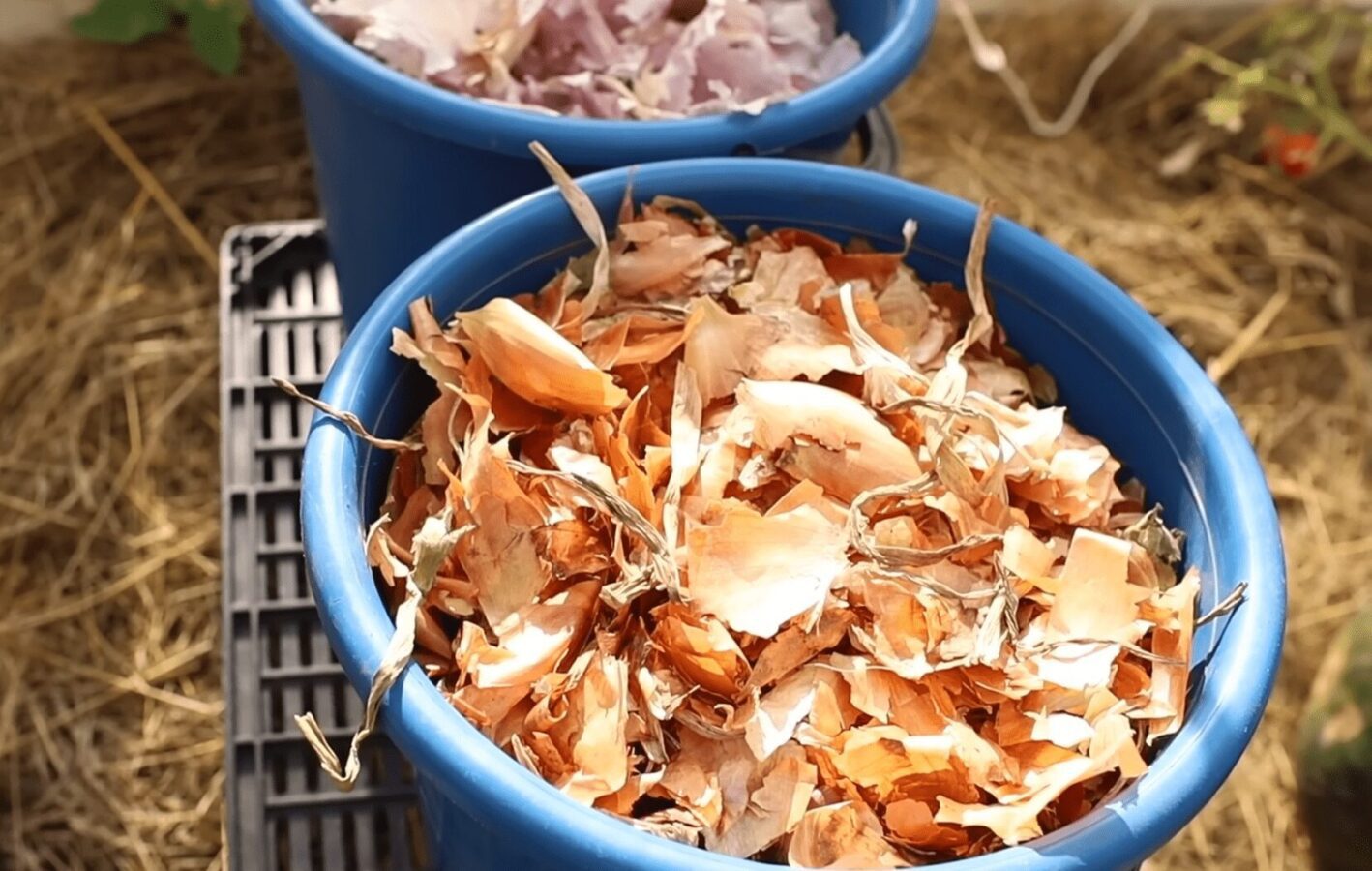 Городники розповіли про користь цибулевого лушпиння для городу