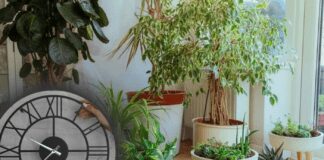 Садівник розповів про біоритми домашніх квітів