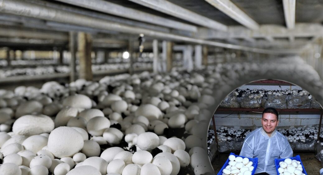 Як виростити гриби у домашніх умовах: найпопулярніший спосіб швидко подарує чималий врожай 