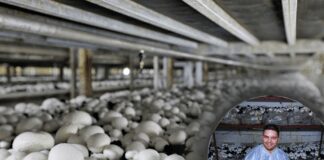 Городник розповів, як проростити їстівні гриби на ділянці