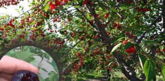 Садівник розповів, як правильно і для чого висаджувати церападус на ділянці