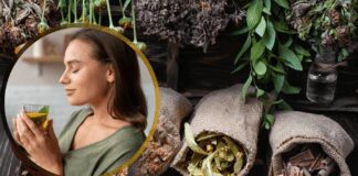 Городник розповів, якими корисними травами можна підтримати організм