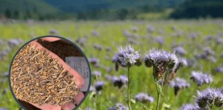 Експерти дали перелік сидератів, які можна висаджувати протягом всього сезону