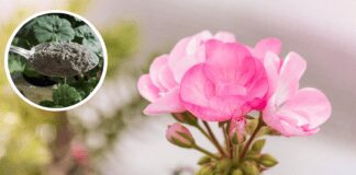 Садівник назвав 4 види добрива для герані, що стимулюють квіт