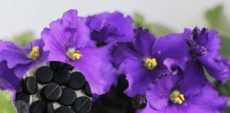 Експерти розповіли про універсальне добриво для кімнатних рослин 