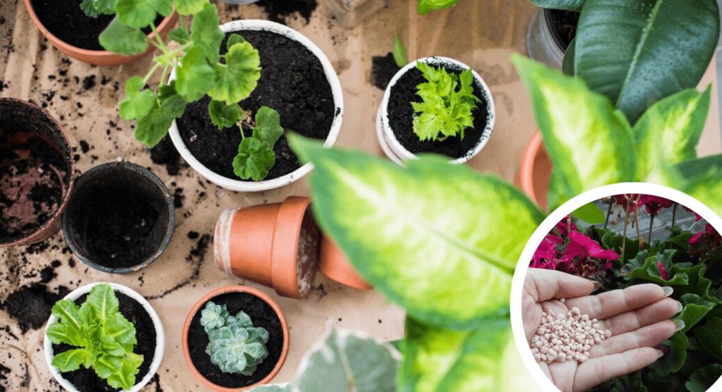 Додала всього дві ложки розчину з насіння і отримала колосальний результат: домашні квіти пишно забуяли 