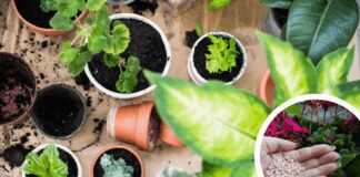 Садівник поділився рецептом добрива з насіння для домашніх квітів