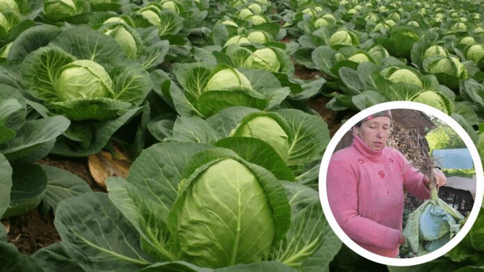 Експерти назвали найродючіші сорти капусти Експерти назвали найродючіші сорти капусти