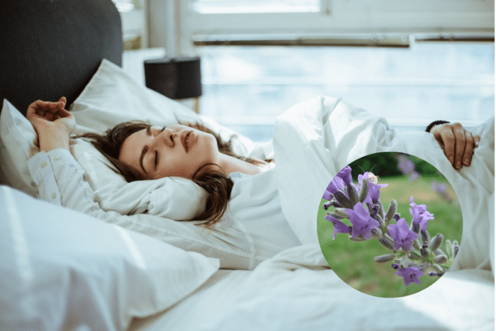 Що варто посадити вдома, аби гарно та ефективно спати 