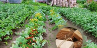 Почала використовувати мило для підживлення рослин на городі 