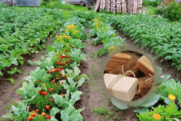 Почала використовувати мило для підживлення рослин на городі 