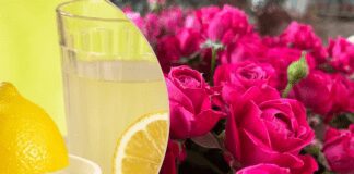 Чим можна подовжити життя трояндам у вазі