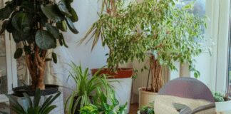 Експерти розповіли про найкращий дренаж для кімнатних рослин