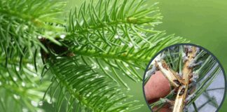 Городник розповів, чому не бажано саджати сосну на ділянці