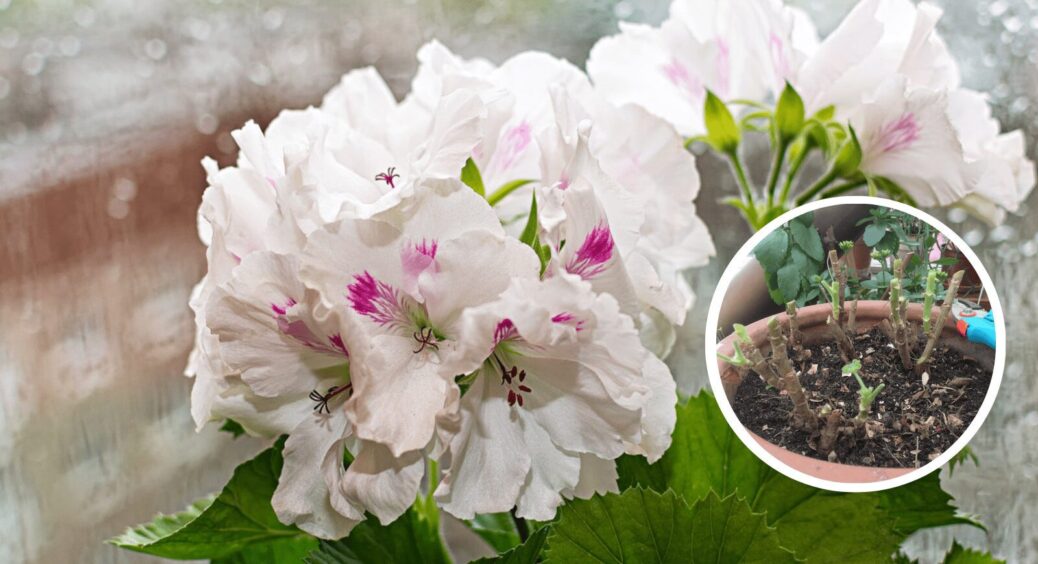 Ось що не любить герань: шкодую, що не бачила цього раніше, зате тепер квітка цвіте як несамовита 