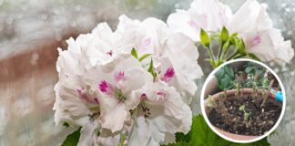 Експерти назвали підкормку, яку категорично заборонено додавати у герань