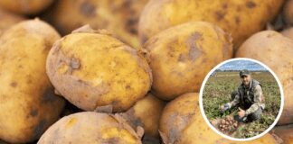 Що потрібно знати про ідеальну сівозміну на городі 