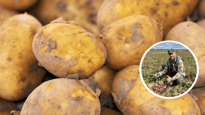 Як зібрати великий урожай картоплі без сівозміни: поради експертів