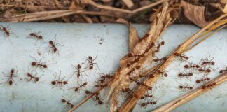 Городник розповів, як швидко вивести мурах з городу