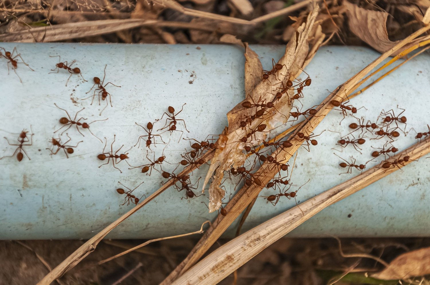 Як позбутися мурах на власній ділянці