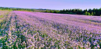 Городник розповів, які сидерати краще за все посадити на ділянці