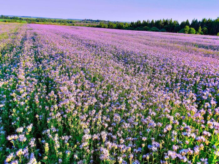 Городник розповів, які сидерати краще за все посадити на ділянці