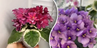 Чим підживити фіалки, аби вони краще цвіли 