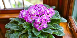 Експерти назвали ідеальне підживлення для фіалок 