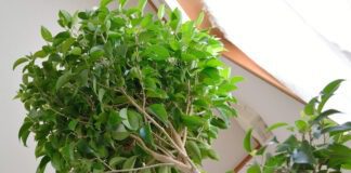 Експерти назвали основні принципи вирощування фікуса Бенджаміна