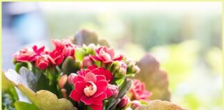 Як в домашніх умовах можна спровокувати цвітіння каланхое