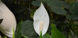 Як краще не доглядати за спатифілумом 