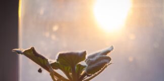 Чим варто підживити фіалку: буде цвісти та пахнути 