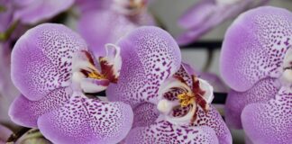 Як оживити орхідею та драцену