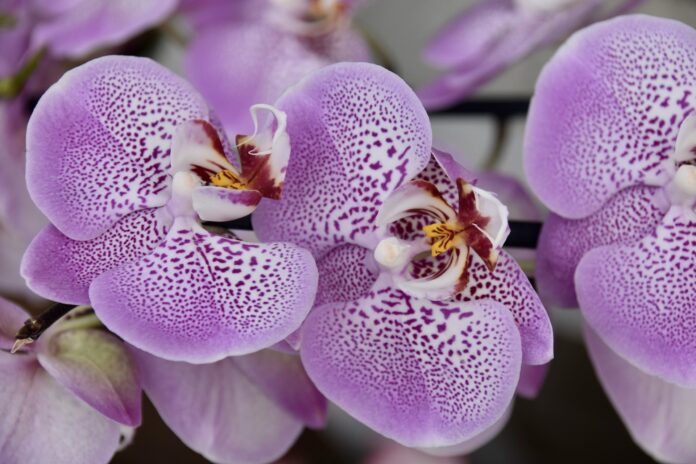 Як оживити орхідею та драцену